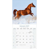 Calendrier Papier 2027 Chevaux Arabes