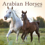 Calendrier 2027 Chevaux Arabes