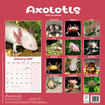 Calendrier 2027 Axolotl