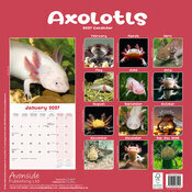 Calendrier Papier 2027 Axolotl