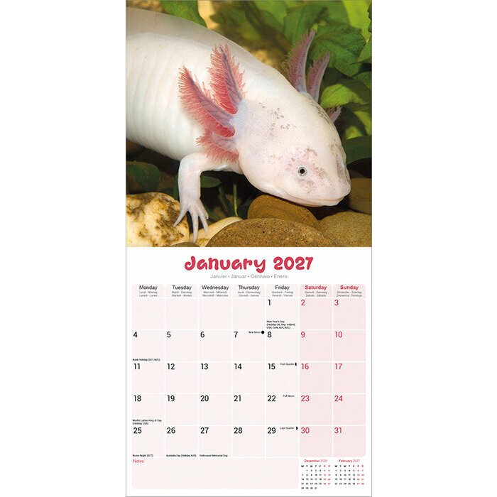 Calendrier 2027 Animaux Axolotl