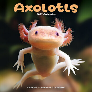 Calendrier 2027 Axolotl