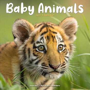Calendrier 2027 B&eacute;b&eacute;s Animaux Mignons