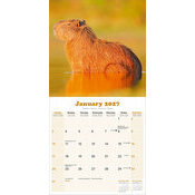 Calendrier 2027 Capybara Cabiai Calendrier 2027 Capybara Cabiai