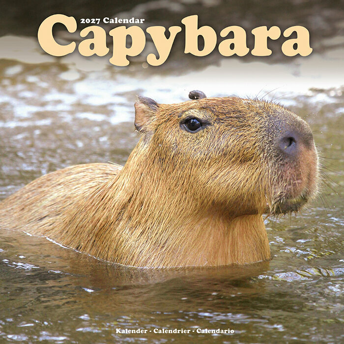 Calendrier 2027 Capybara Cabiai Calendrier Mural 2027 Capybara Cabiai
