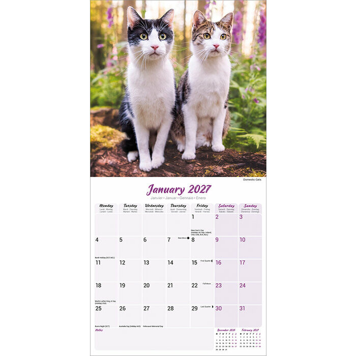 Calendrier 2027 Chats toutes couleurs Calendrier 2027 Chats toutes couleurs
