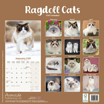 Calendrier 2027 Chat de Race Ragdoll