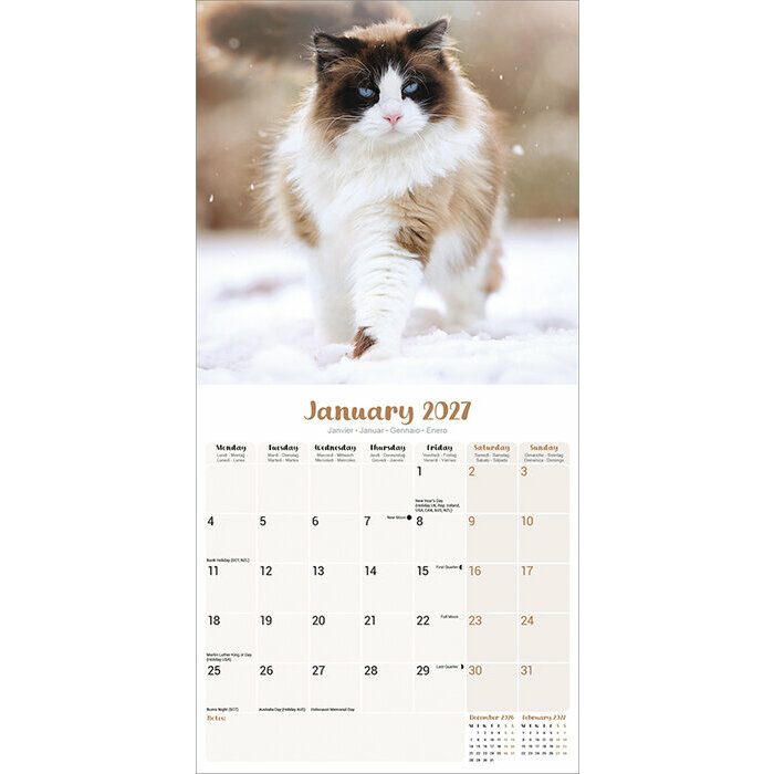 Calendrier 2027 Chat de Race Ragdoll Calendrier 2027 Chat de Race Ragdoll