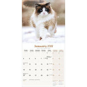 Calendrier 2027 Chat de Race Ragdoll Calendrier 2027 Chat de Race Ragdoll
