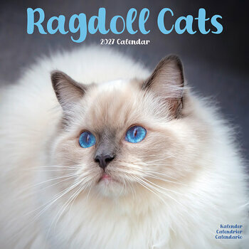 Calendrier 2027 Chat de Race Ragdoll