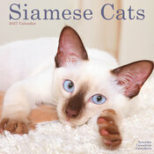 Calendrier Mural 2027 Chat Siamois