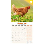 Calendrier 2027 Poule Calendrier Poussin 2027 Poule