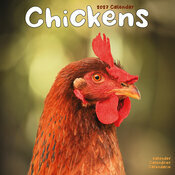 Calendrier 2027 Poule Calendrier Mural 2027 Poule