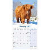 Calendrier 2027 Vache Highland