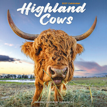 Calendrier 2027 Vache Highland