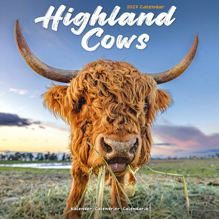 Calendrier Mural 2027 Vache Highland
