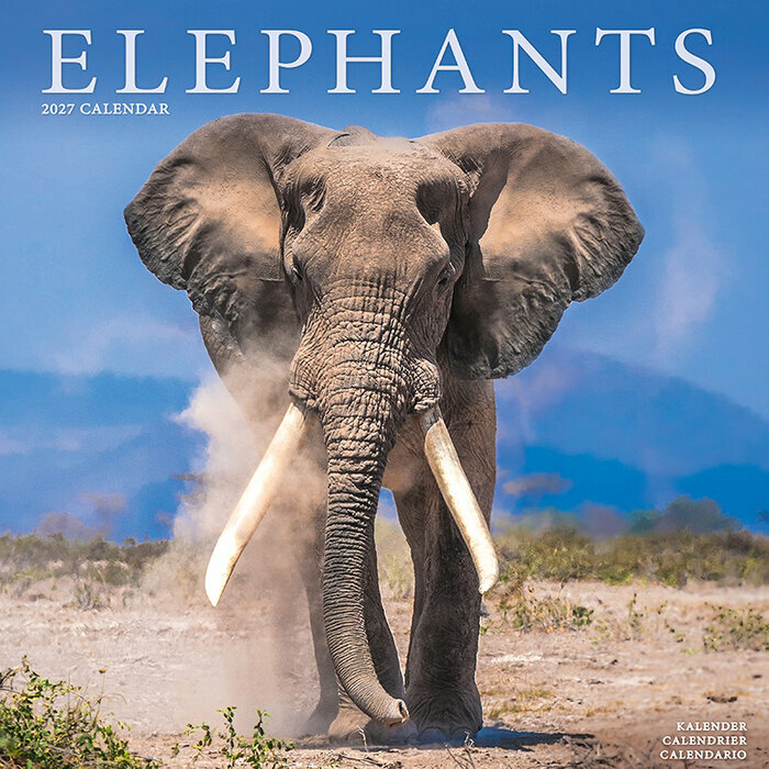 Calendrier 2027 Eléphant Calendrier Mural 2027 Eléphant