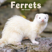 Calendrier 2027 Furet Calendrier Mural 2027 Furet