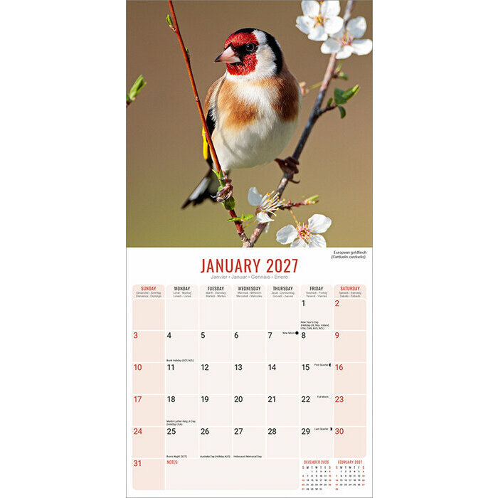 Calendrier 2027 Oiseaux du Jardin Rouge Gorge Calendrier 2027 Oiseaux du Jardin Rouge Gorge
