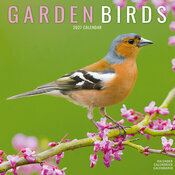 Calendrier 2027 Oiseaux du Jardin Rouge Gorge Calendrier Mural 2027 Oiseaux du Jardin Rouge Gorge