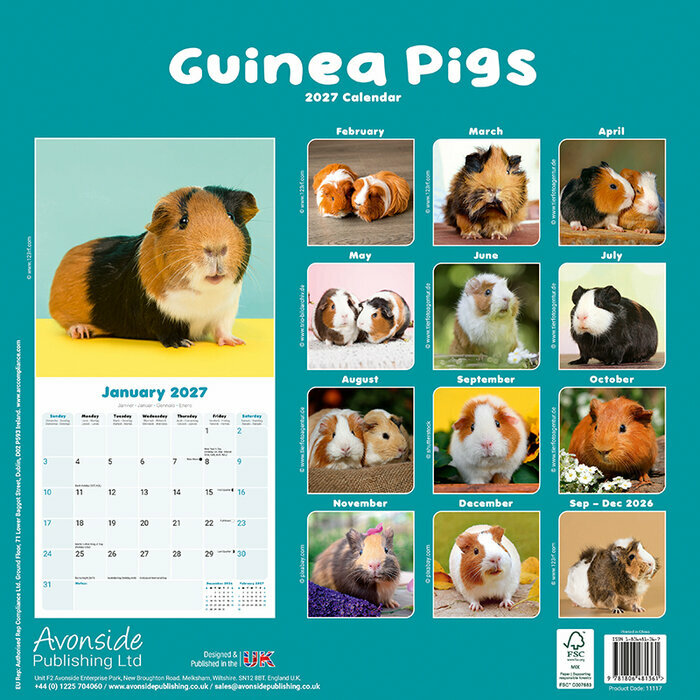 Calendrier 2027 Cochon d'Inde