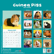 Calendrier 2027 Cochon d'Inde