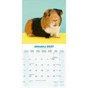 Calendrier 2027 Cochon d'Inde