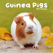 Calendrier 2027 Cochon d'Inde