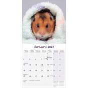 Calendrier 2027 Hamster Calendrier 2027 Hamster