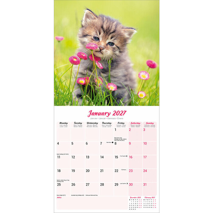 Calendrier 2027 Chaton Calendrier 2027 Chatons blanc et gris