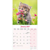 Calendrier 2027 Chaton Calendrier 2027 Chatons blanc et gris