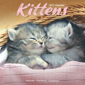 Calendrier 2027 Chaton Calendrier 2027 Chatons tigré