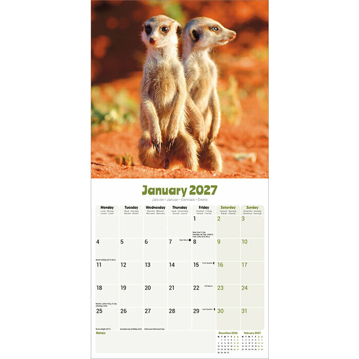 Calendrier 2027 Suricate