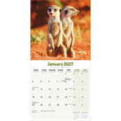 Calendrier 2027 Suricate