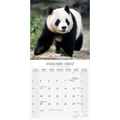 Calendrier 2027 PAnda