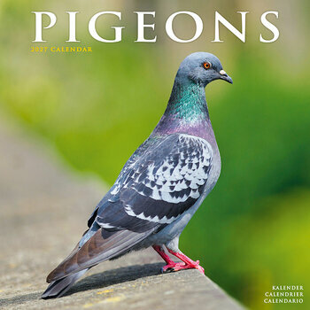 Calendrier 2027 Pigeon