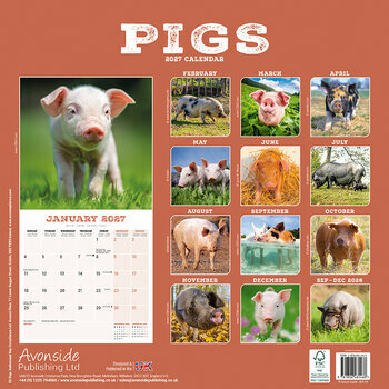 Calendrier 2027 Cochon