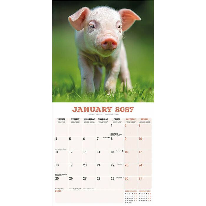 Calendrier Mural 2027 Cochon de la ferme