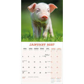 Calendrier Mural 2027 Cochon de la ferme