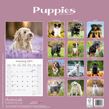 Calendrier 2027 Chiot