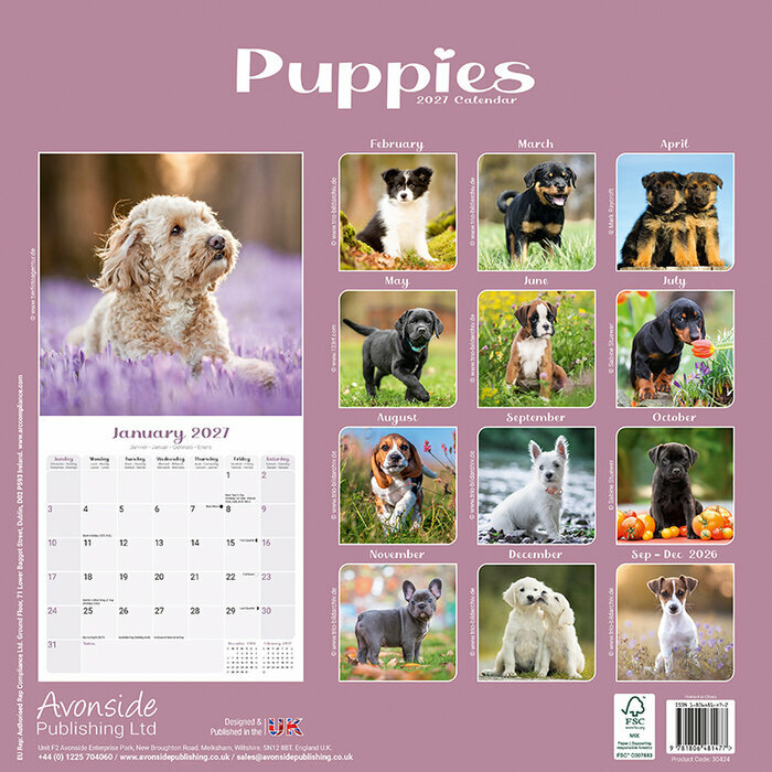 Calendrier 2027 Chiots golden 