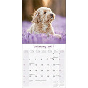 Calendrier papier 2027 Chiots golden 