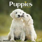 Calendrier 2027 mural Chiots golden 