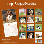 Calendrier 2027 papier  Lapin oreilles tombantes gris et blanc