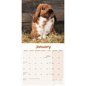Calendrier 2027  Lapin oreilles tombantes gris et blanc