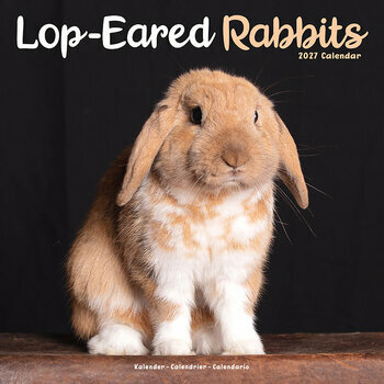 Calendrier 2027 Lapin oreilles tombantes