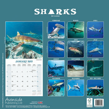 Calendrier 2027 Requins Requins Blancs