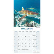 Calendrier 2027 Requins Requins Blancs