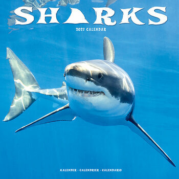 Calendrier 2027 Requins Requins Blancs