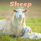 Calendrier 2027 Mouton Calendrier mural 2027 Mouton belier